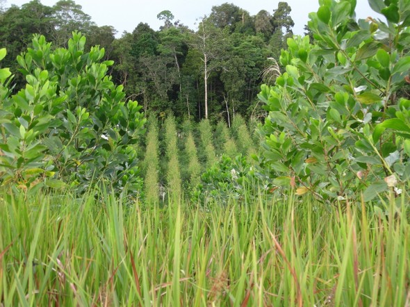 Village afforestation project, West Kalimantan / Judith Mayer Community engagement